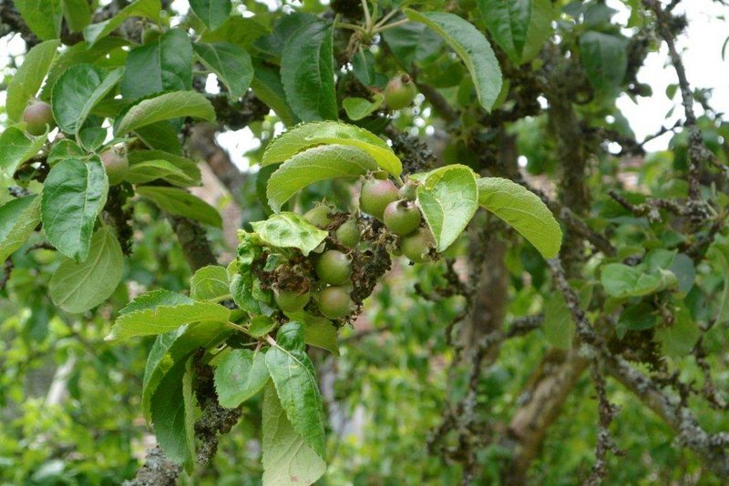 Fêtes des adhérents 2013 018